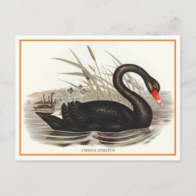 Postal Black Swan Vintage (Anverso)