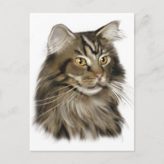 Postal Black Tabby Maine Coon Cat