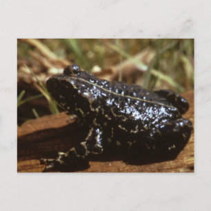 Postal Black Toad
