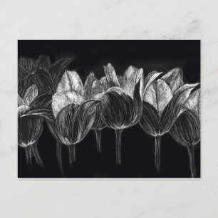 Postal Black White Tulip Garden Flor Scratchboard Art
