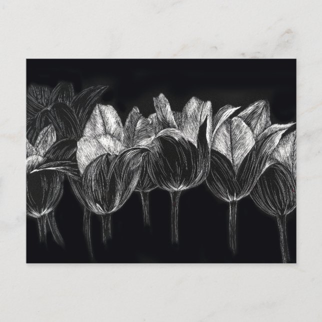 Postal Black White Tulip Garden Flor Scratchboard Art (Anverso)