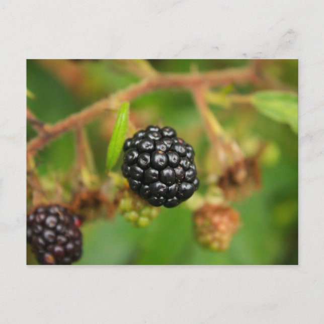 Postal Blackberries (Anverso)