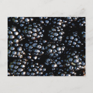 Postal Blackberries