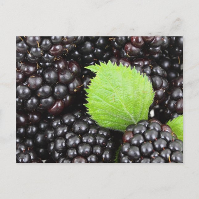 Postal Blackberries (Anverso)