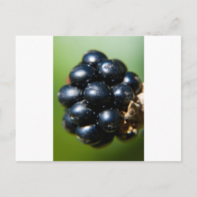 Postal Blackberries (Anverso)