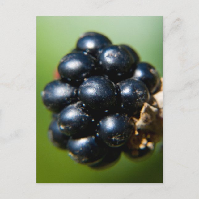 Postal Blackberries (Anverso)