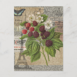 Postal Blackberries de época y Collage de arte de la efie