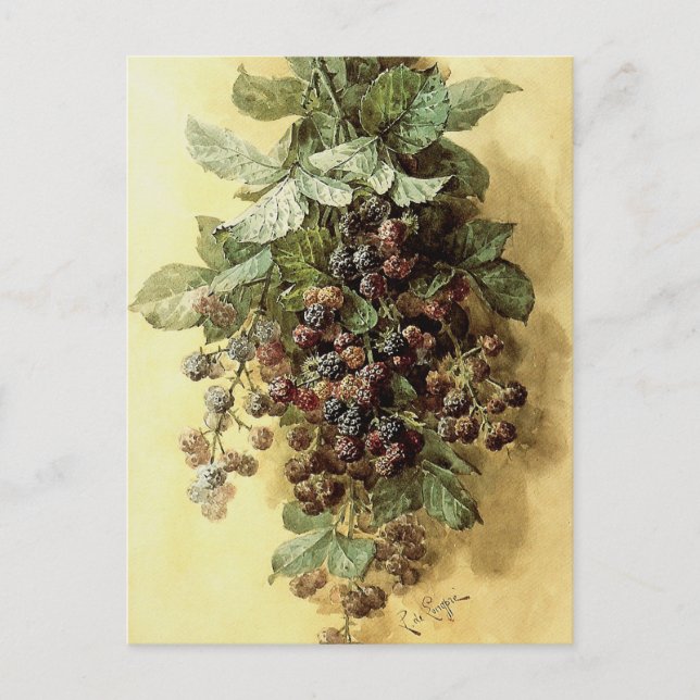 Postal "Blackberries" de Paul de Longpré (Anverso)