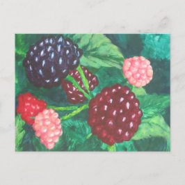 Postal Blackberries de todas las edades madurando en el v