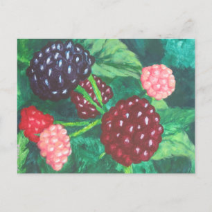 Postal Blackberries de todas las edades madurando en el v