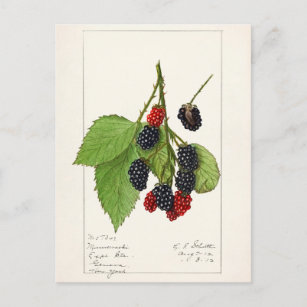 Postal Blackberries (Rubus subg. Rubus Watson) Fruta