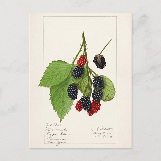 Postal Blackberries (Rubus subg. Rubus Watson) Fruta (Anverso)