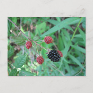 Postal Blackberries salvajes