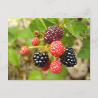 Postal Blackberry