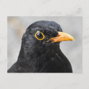 Postal Blackbird