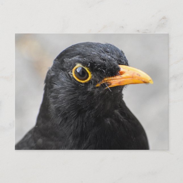 Postal Blackbird (Anverso)