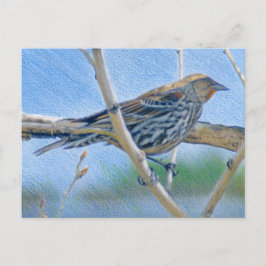 Postal Blackbird
