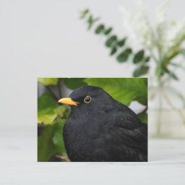Postal Blackbird