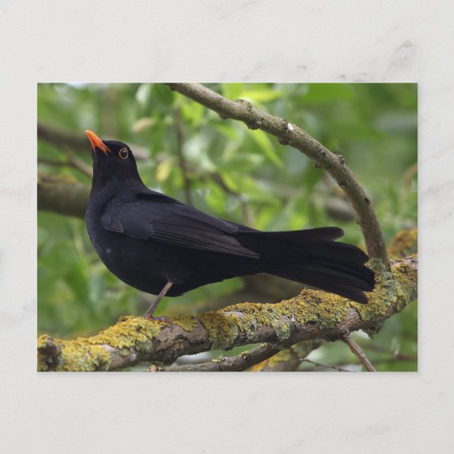 Postal Blackbird (Anverso)