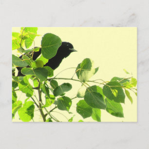Postal Blackbird