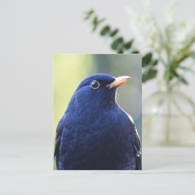 Postal Blackbird (Anverso de pie)