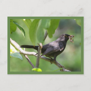 Postal Blackbird