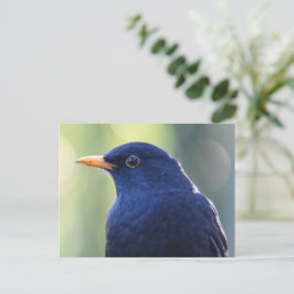 Postal Blackbird