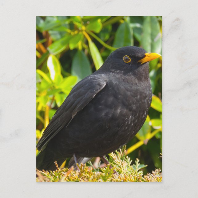 Postal Blackbird (Anverso)