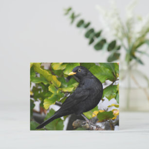 Postal Blackbird