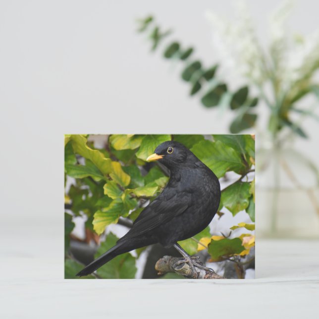 Postal Blackbird (Anverso de pie)