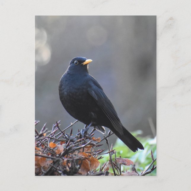 Postal Blackbird (Anverso)