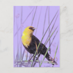 Postal Blackbird con la cabeza amarilla... postal.