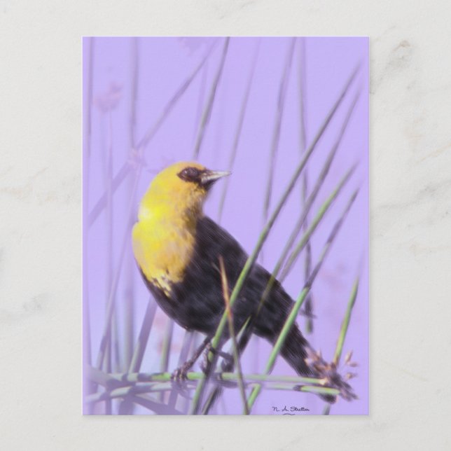 Postal Blackbird con la cabeza amarilla... postal. (Anverso)