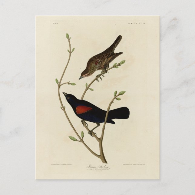Postal Blackbird de ala roja - Los pájaros de América de  (Anverso)