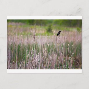 Postal Blackbird de alas rojas, Glacier Ridge Metropark