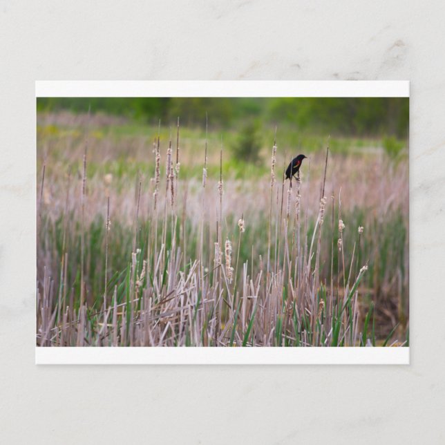 Postal Blackbird de alas rojas, Glacier Ridge Metropark (Anverso)