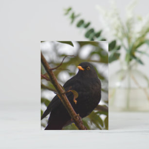 Postal Blackbird masculino