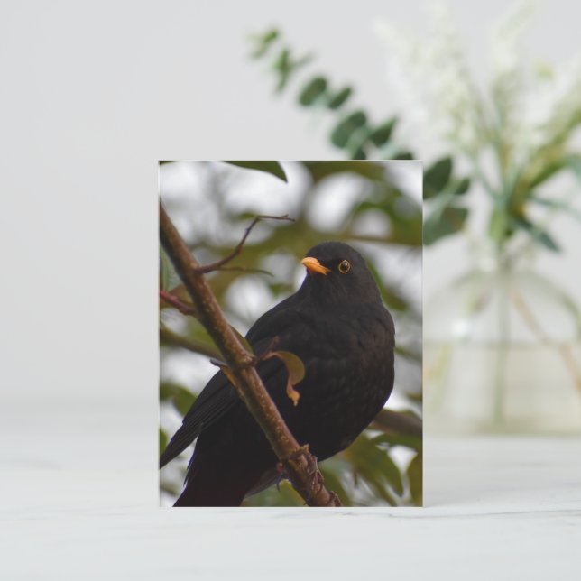 Postal Blackbird masculino (Anverso de pie)