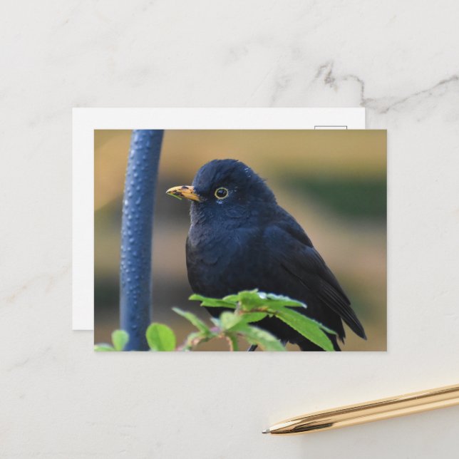 Postal Blackbird masculino (Anverso/Reverso In Situ)