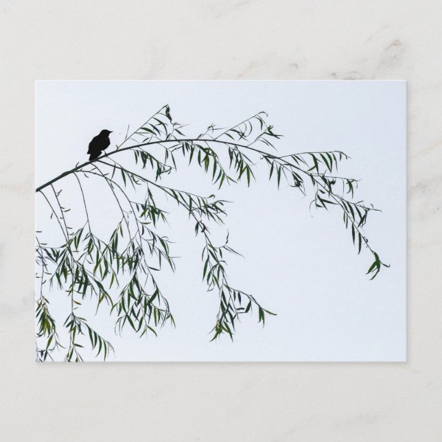 Postal Blackbird On Willow (Anverso)