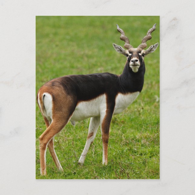Postal Blackbuck Male Antelope (Anverso)
