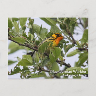Postal Blackburnian Warbler