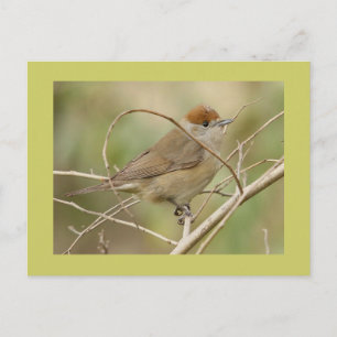 Postal Blackcap