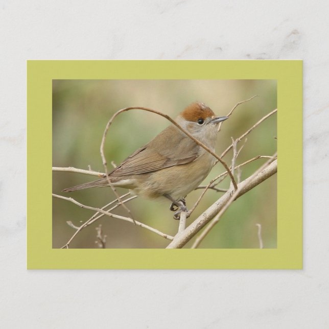 Postal Blackcap (Anverso)