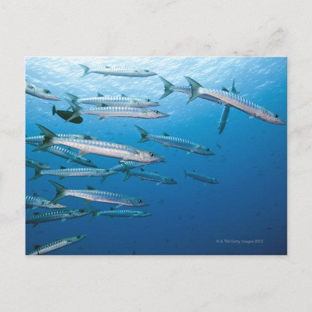 Postal Blackfin Barracuda (Anverso)