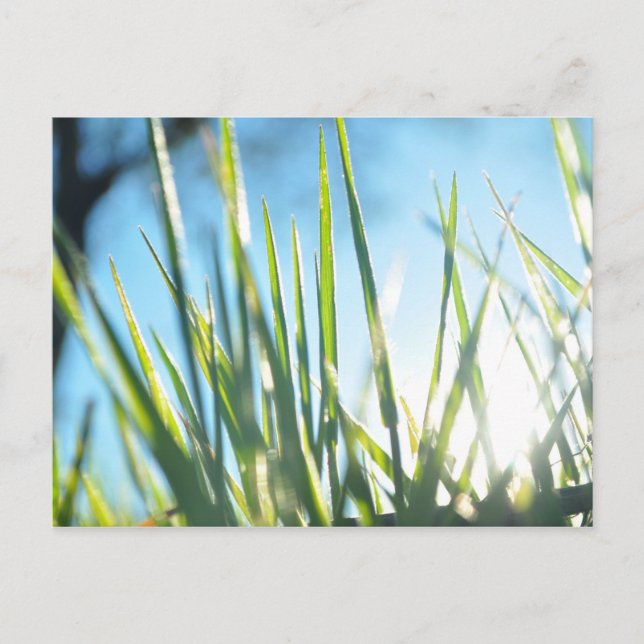 Postal Blades iluminados por el sol (Anverso)