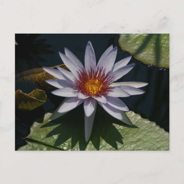 Postal blanca de Lotus (Anverso)