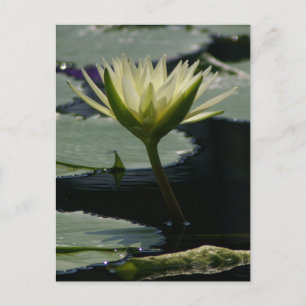 Postal blanca de Lotus