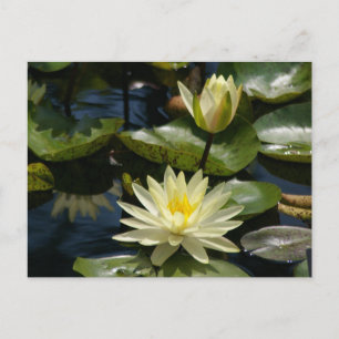 Postal blanca de Lotus