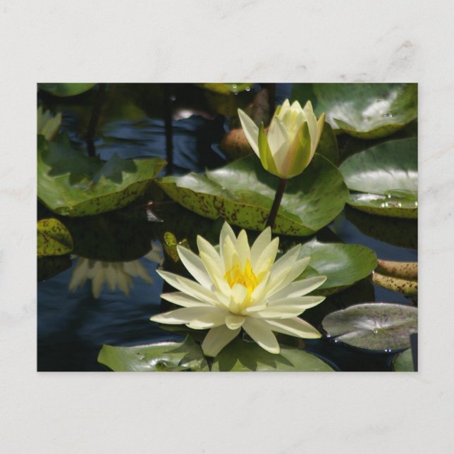 Postal blanca de Lotus (Anverso)